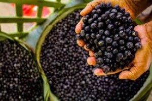 Real Amazonian Açaí
Thick, earthy, and sugar-free — a true taste of the rainforest.
