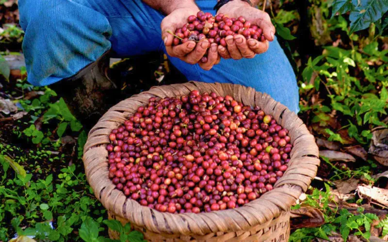 The Coffee Culture of Costa Rica From Farm to Cup