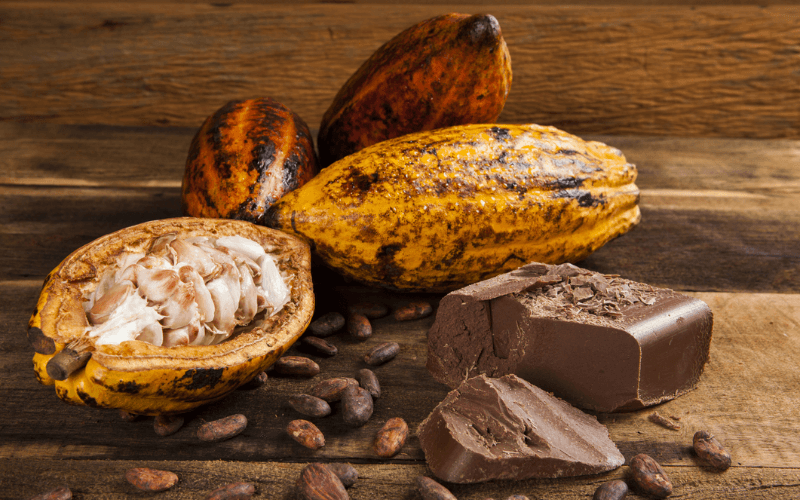 Cacao plant